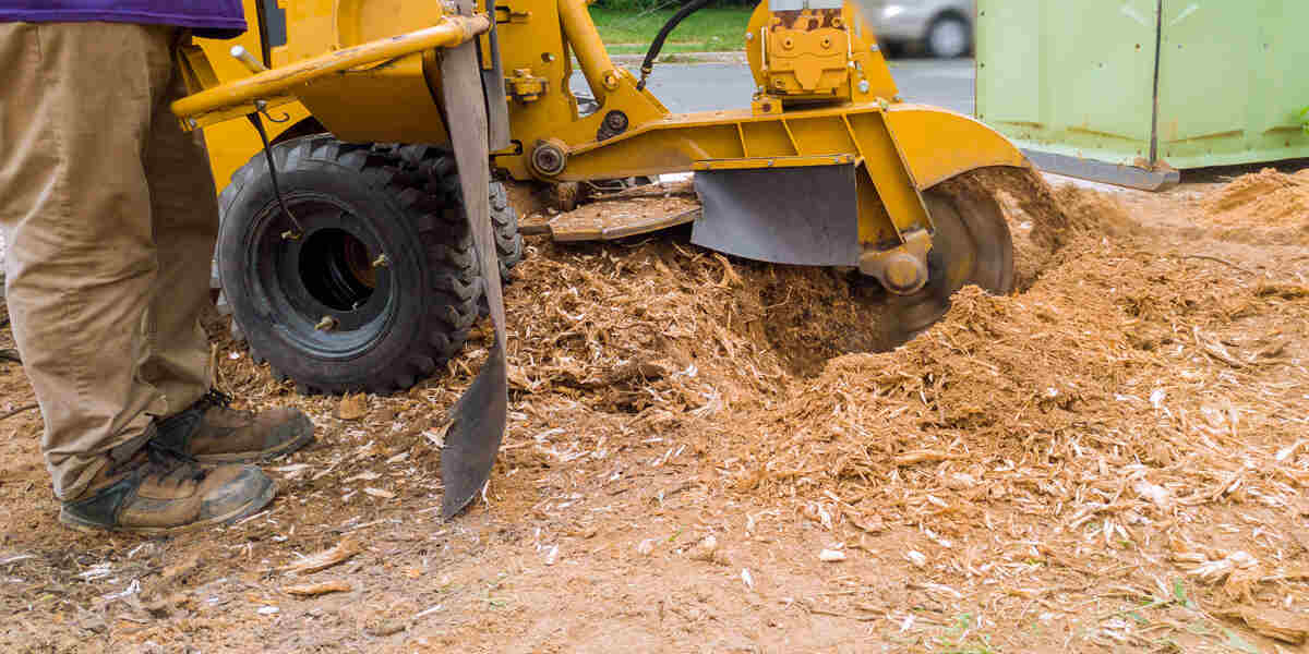 Before and after stump removal
